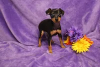 Sherlock, a male Miniature Pinscher for sale in Harrisonburg, VA – 1 of 8