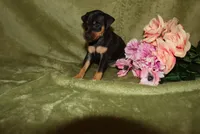 Daisy, a female Miniature Pinscher for sale in Harrisonburg, VA – 1 of 6