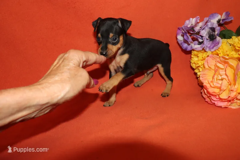 Jack – Miniature Pinscher puppy for sale in Harrisonburg, VA