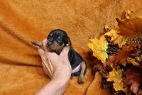 Stitch, a male Miniature Pinscher for sale in Harrisonburg, VA – 5 of 5