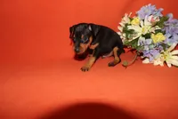 Bear, a male Miniature Pinscher for sale in Harrisonburg, VA – 4 of 6
