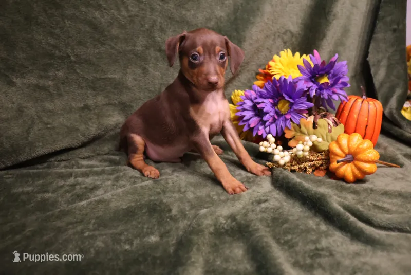 Dexter--Halloween Special – Miniature Pinscher puppy for sale in Harrisonburg, VA