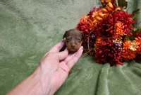 Mickey, a male Miniature Pinscher for sale in Harrisonburg, VA – 4 of 7