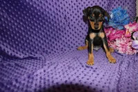 Woody, a male Miniature Pinscher for sale in Harrisonburg, VA – 6 of 7