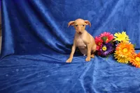 storm, a male Miniature Pinscher for sale in Harrisonburg, VA – 5 of 6