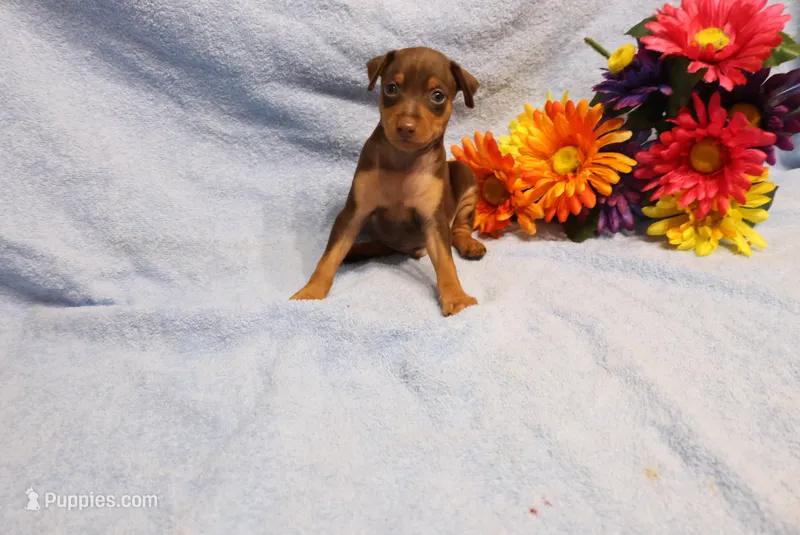 Diesel – Miniature Pinscher puppy for sale in Harrisonburg, VA