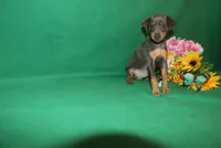 Allie, a female Miniature Pinscher for sale in Harrisonburg, VA – 3 of 9