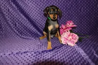 4th July SALE Woody, a male Miniature Pinscher for sale in Harrisonburg, VA – 4 of 6