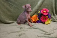 Leo, a male Miniature Pinscher for sale in Harrisonburg, VA – 5 of 9