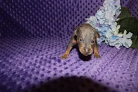 Rosco, a male Miniature Pinscher for sale in Harrisonburg, VA – 3 of 8