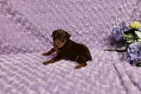 Diesel, a male Miniature Pinscher for sale in Harrisonburg, VA – 2 of 8