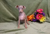 Leo, a male Miniature Pinscher for sale in Harrisonburg, VA – 6 of 9