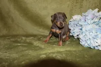 Oscar, a male Miniature Pinscher for sale in Harrisonburg, VA – 4 of 7
