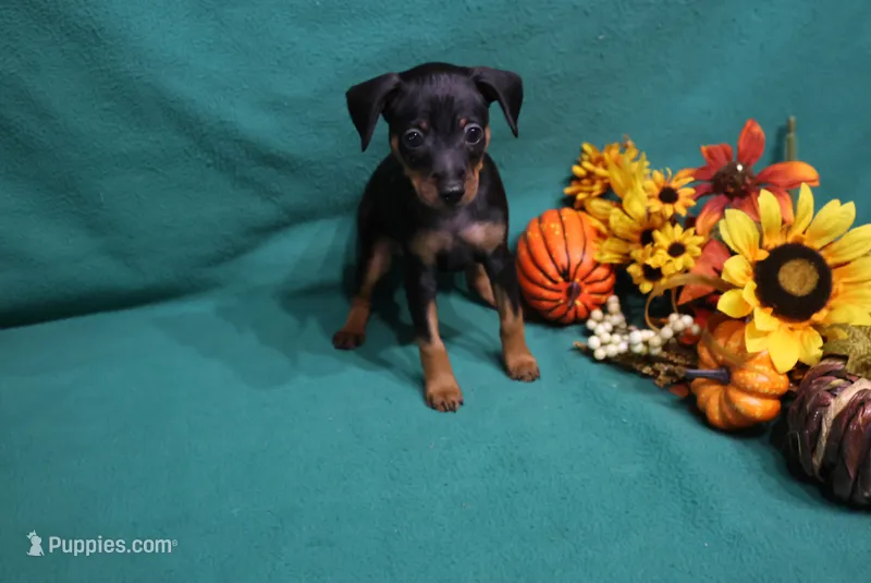 Marty – Miniature Pinscher puppy for sale in Harrisonburg, VA