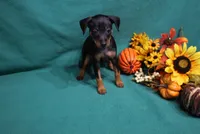 Marty, a male Miniature Pinscher for sale in Harrisonburg, VA – 1 of 7