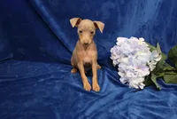 Dolly, a female Miniature Pinscher for sale in Harrisonburg, VA – 3 of 6