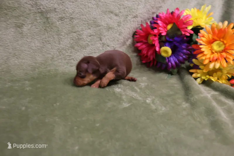 Reeses – Miniature Pinscher puppy for sale in Harrisonburg, VA