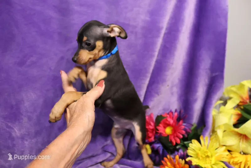 Jack – Miniature Pinscher puppy for sale in Harrisonburg, VA
