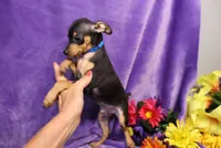 Jack, a male Miniature Pinscher for sale in Harrisonburg, VA – 1 of 8