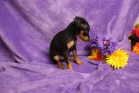 Sherlock, a male Miniature Pinscher for sale in Harrisonburg, VA – 4 of 8