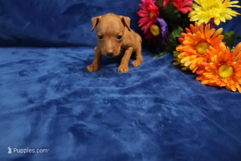 Ella – Miniature Pinscher puppy for sale in Harrisonburg, VA