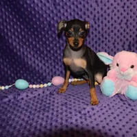 Belle, a female Miniature Pinscher for sale in Harrisonburg, VA – Photo 2 of 5