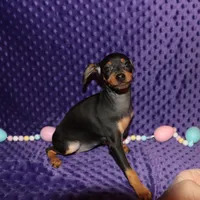 Belle, a female Miniature Pinscher for sale in Harrisonburg, VA – Photo 1 of 5