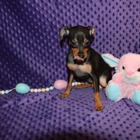 Belle, a female Miniature Pinscher for sale in Harrisonburg, VA – Photo 3 of 5