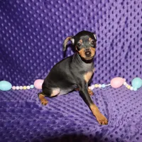 Belle, a female Miniature Pinscher for sale in Harrisonburg, VA – Photo 4 of 5
