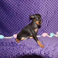 Belle, a female Miniature Pinscher for sale in Harrisonburg, VA – Photo 5 of 5