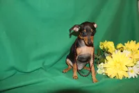 Duke, a male Miniature Pinscher for sale in Harrisonburg, VA – 5 of 7