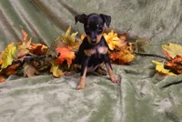 Blair, a female Miniature Pinscher for sale in Harrisonburg, VA – 6 of 6