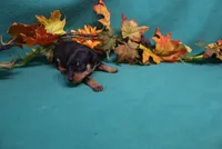 Sherlock, a male Miniature Pinscher for sale in Harrisonburg, VA – 4 of 8