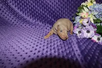 Leo, a male Miniature Pinscher for sale in Harrisonburg, VA – 2 of 8