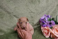 Lady, a female Miniature Pinscher for sale in Harrisonburg, VA – 3 of 9