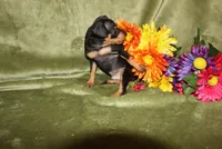 Duke, a male Miniature Pinscher for sale in Harrisonburg, VA – Photo 7 of 7