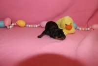 Duke, a male Miniature Pinscher for sale in Harrisonburg, VA – Photo 5 of 6