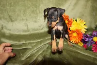 Duke, a male Miniature Pinscher for sale in Harrisonburg, VA – Photo 4 of 7