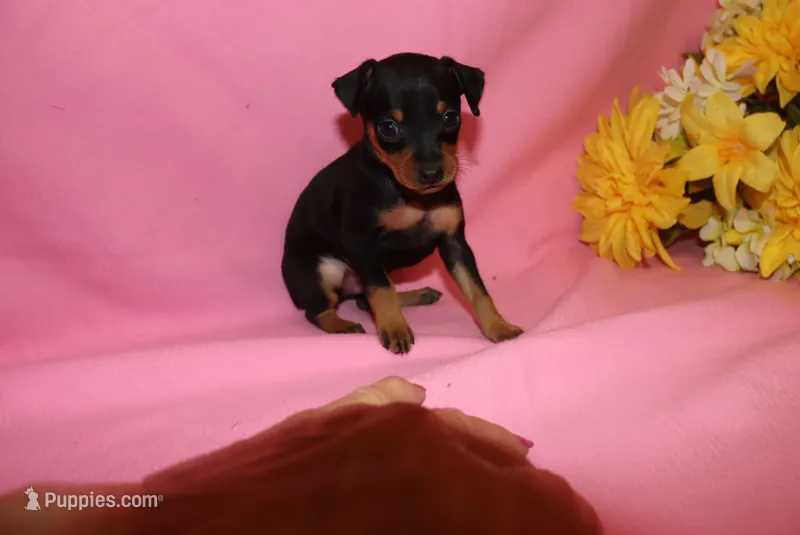 Duke – Miniature Pinscher puppy for sale in Harrisonburg, VA