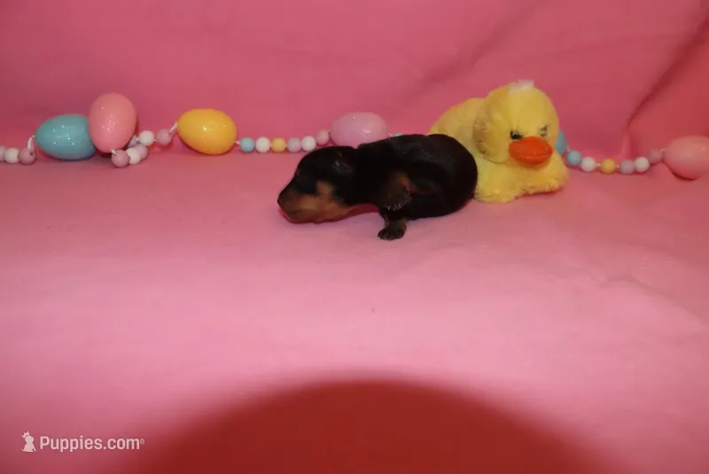 Duke – Miniature Pinscher puppy for sale in Harrisonburg, VA