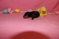 Duke, a male Miniature Pinscher for sale in Harrisonburg, VA – Photo 1 of 6