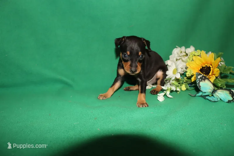 Duke – Miniature Pinscher puppy for sale in Harrisonburg, VA