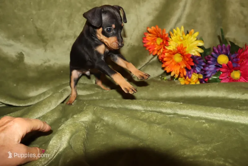 Duke – Miniature Pinscher puppy for sale in Harrisonburg, VA