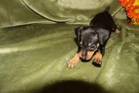 Duke, a male Miniature Pinscher for sale in Harrisonburg, VA – Photo 3 of 7