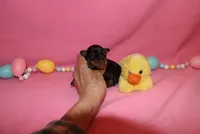 Duke, a male Miniature Pinscher for sale in Harrisonburg, VA – Photo 6 of 6