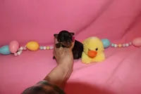 Duke, a male Miniature Pinscher for sale in Harrisonburg, VA – Photo 2 of 6