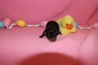 Duke, a male Miniature Pinscher for sale in Harrisonburg, VA – Photo 3 of 6