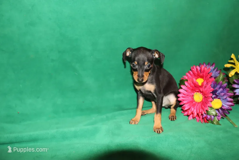 Duke – Miniature Pinscher puppy for sale in Harrisonburg, VA