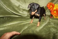 Duke, a male Miniature Pinscher for sale in Harrisonburg, VA – Photo 2 of 7