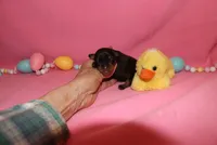 Duke, a male Miniature Pinscher for sale in Harrisonburg, VA – Photo 4 of 6